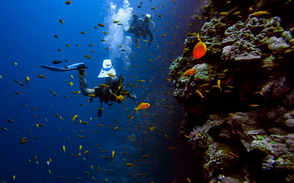 two deep sea divers looking at fish